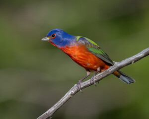 Male Painted Bunting