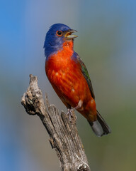 Male Painted Bunting