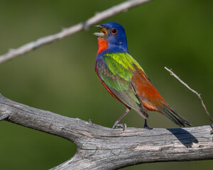 Male Painted Bunting