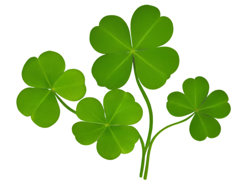 lucky green clover and shamrock isolated on transparent background