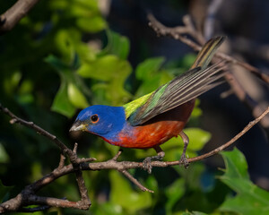 Male Painted Bunting