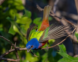 Male Painted Bunting