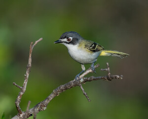 Male Black-capped Vireo