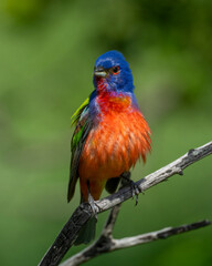 Male Painted Bunting