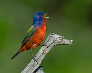 Male Painted Bunting
