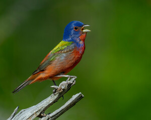Male Painted Bunting