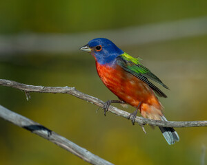 Male Painted Bunting