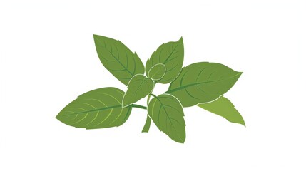 Obraz premium A simple illustration of holy basil, with only one in the center, symbolizing the art. Dynamic on a clean white background.