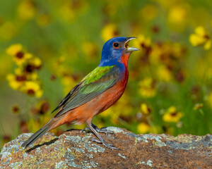 Obraz premium Male Painted Bunting