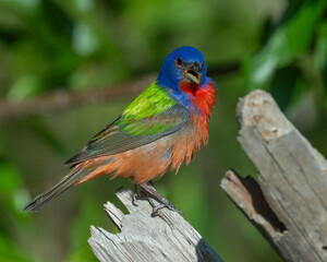 Obraz premium Male Painted Bunting