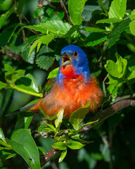 Male Painted Bunting