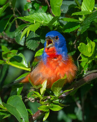 Male Painted Bunting