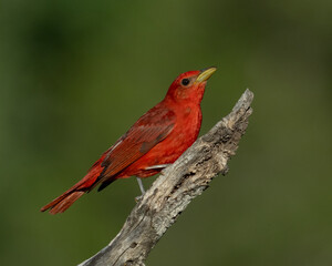 Adult Male Summer Tanager