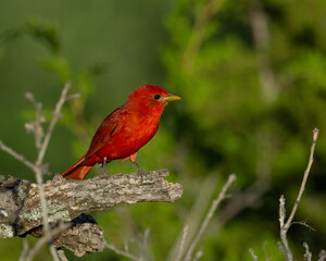 Adult Male Summer Tanager