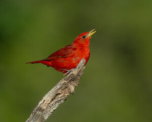 Adult Male Summer Tanager