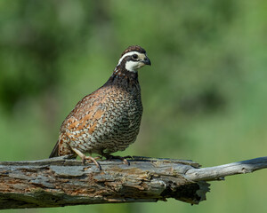 Male Northern Bobwhite Quail
