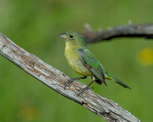Immature Male Painted Bunting