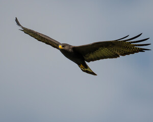 Zone-tailed Hawk well out of normal range in Comanche County Oklahoma