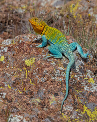 Male Eastern Collared Lizard, the state Reptile of Oklahoma