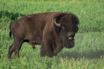 Bull Bison