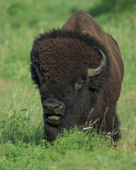 Bull Bison