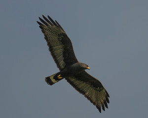 Zone-tailed Hawk well out of normal range in Comanche County Oklahoma