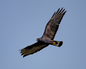 Obraz premium Zone-tailed Hawk well out of normal range in Comanche County Oklahoma