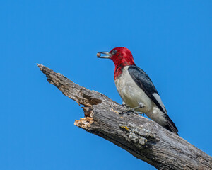 Red-headed Woodpecker