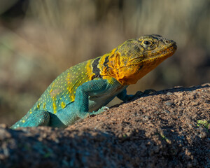 Male Eastern Collared Lizard, the state Reptile of Oklahoma