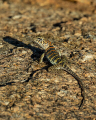 Baby Eastern Collared Lizard, the state Reptile of Oklahoma