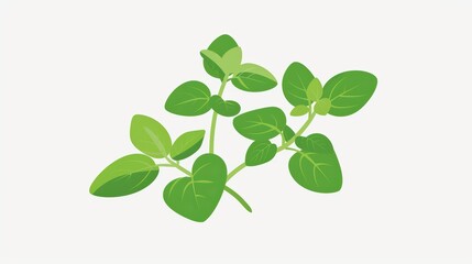 A simple illustration of oregano leaves, with only one in the center, is a symbol of art. Dynamic on a clean white background.