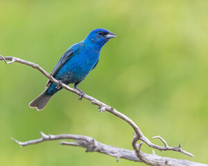 Male Indigo Bunting