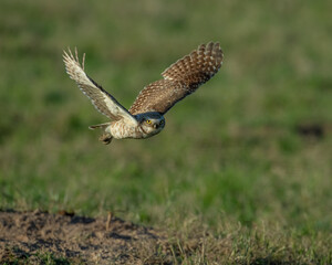 Burrowing Owl