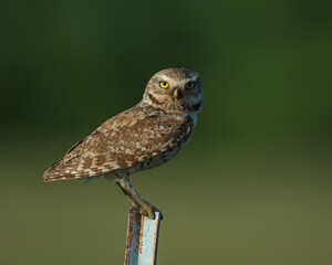 Burrowing Owl