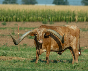 A bull with large horns