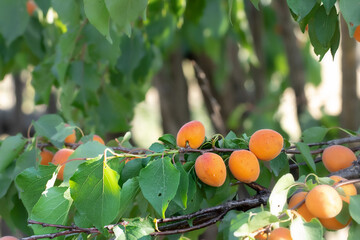 Ripe apricots on a tree branch. Concept of sustainable horticulture and orcharding. Fruit from the orchard.
