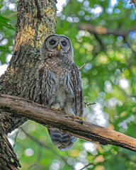 Immature Barred Owl