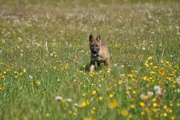 Beautiful German Shepherd puppy playing on a flower meadow on a sunny summer day in Skaraborg Sweden