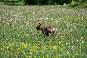Beautiful German Shepherd puppy playing on a flower meadow on a sunny summer day in Skaraborg Sweden