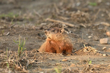 A baby groundhog explore the outside of its den along the edge of a wind row of an agriculture field