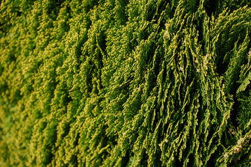 Close-Up of Lush Green Foliage