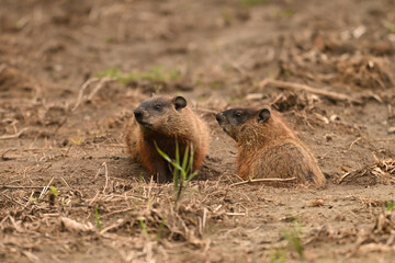 Two baby groundhogs explore the outside of their den along the edge of a wind row of an agriculture field