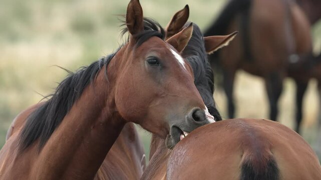 Horses allogrooming each other as they gently nibble each others hide in slow motion.