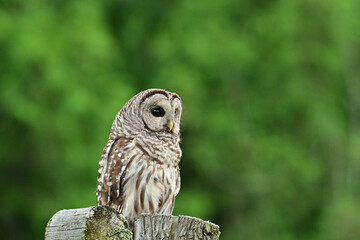 A young Barred Owl perched on a cedar post