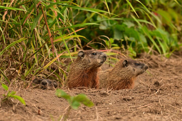 Three baby groundhogs explore the outside of their den along the edge of a wind row of an agriculture field