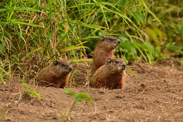 Three baby groundhogs explore the outside of their den along the edge of a wind row of an agriculture field