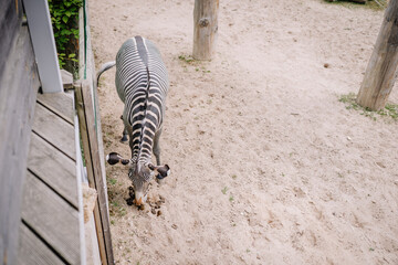 Riga, Latvia - July 19, 2024 - A zebra standing on sandy ground in a zoo enclosure, seen from above, with wooden beams and fencing in the background.