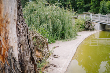 Riga, Latvia - July 19, 2024 - Pathway beside a small greenish pond with a wooden bridge and lush...