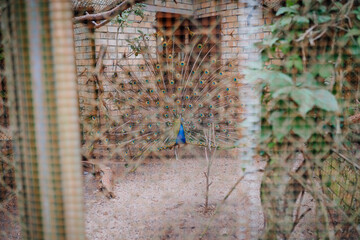 Riga, Latvia - July 19, 2024 - A peacock with its feathers fanned out in a cage, seen through a...