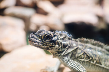 Riga, Latvia - July 19, 2024 - Close-up of a lizard's head with detailed scales, surrounded by a blurred rocky background in an arid, natural habitat.
